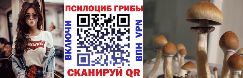 Псилоцибиновые грибы мицелий Приморск